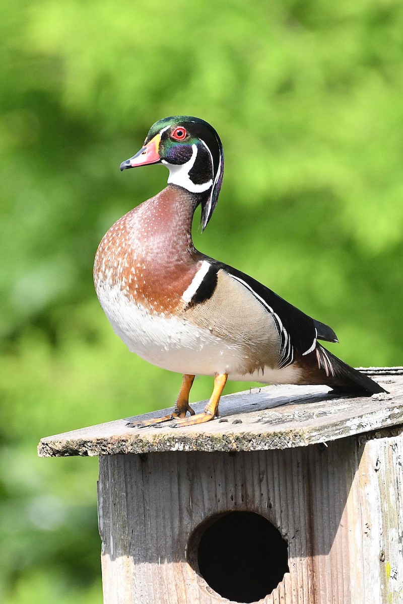 Wood Duck - ML619551174