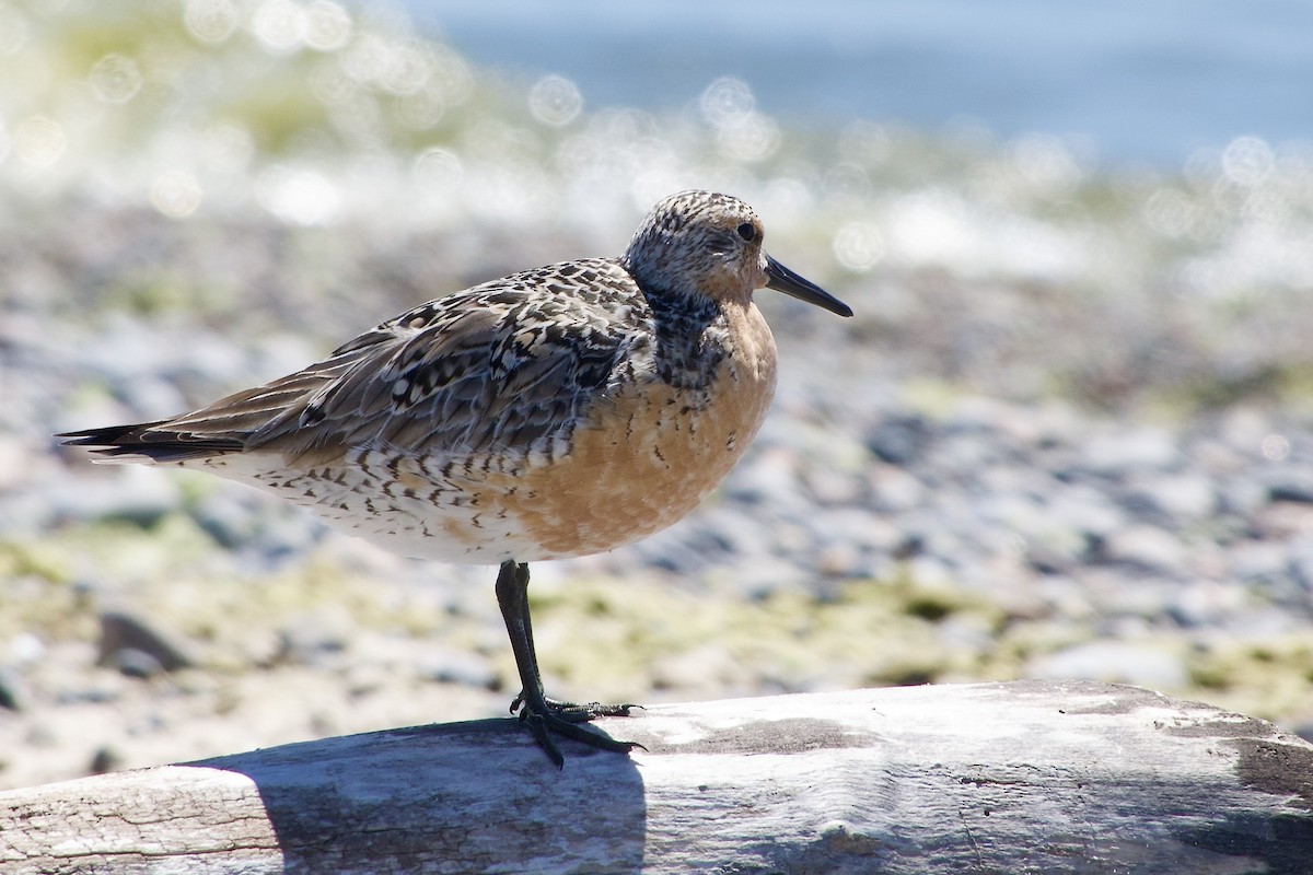 Red Knot - Jerry Horak