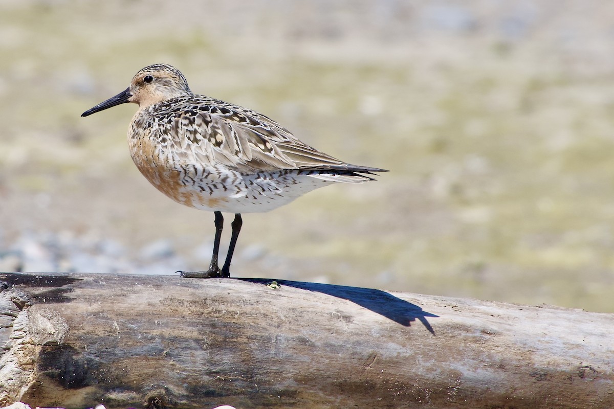 Red Knot - Jerry Horak