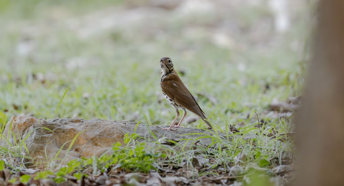 Wood Thrush - Rolando Tomas Pasos Pérez