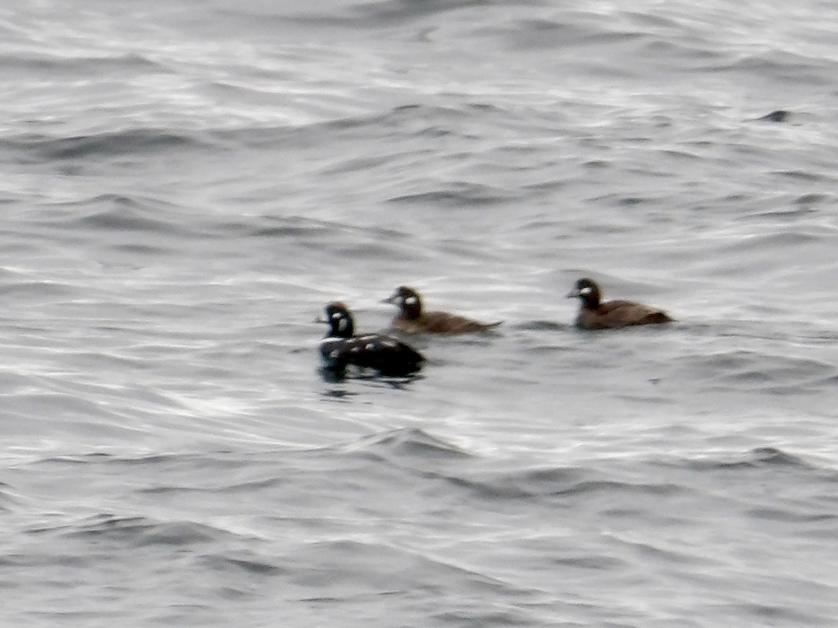 Harlequin Duck - Howard Sands