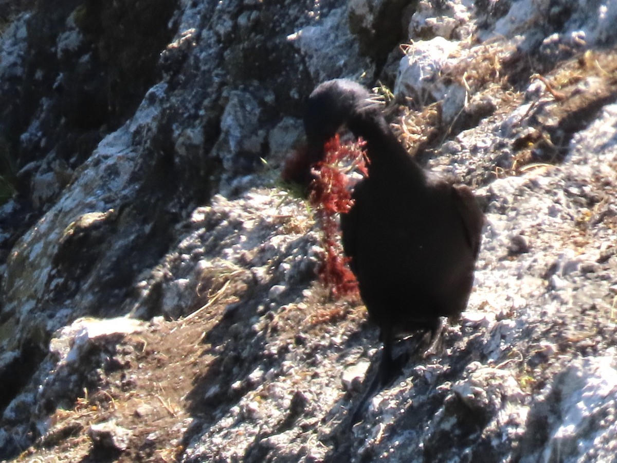 Brandt's Cormorant - Joan Baker