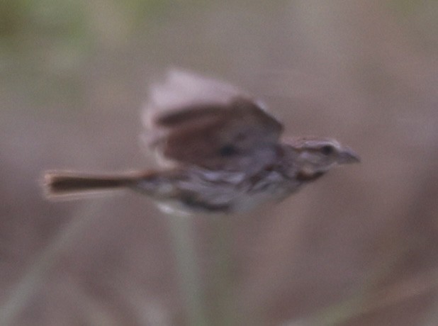 Song Sparrow - burton balkind