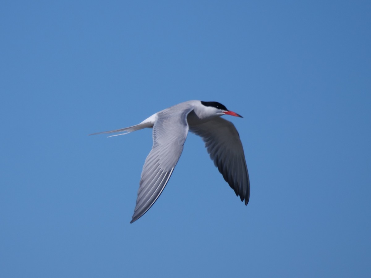 Common Tern - william gray