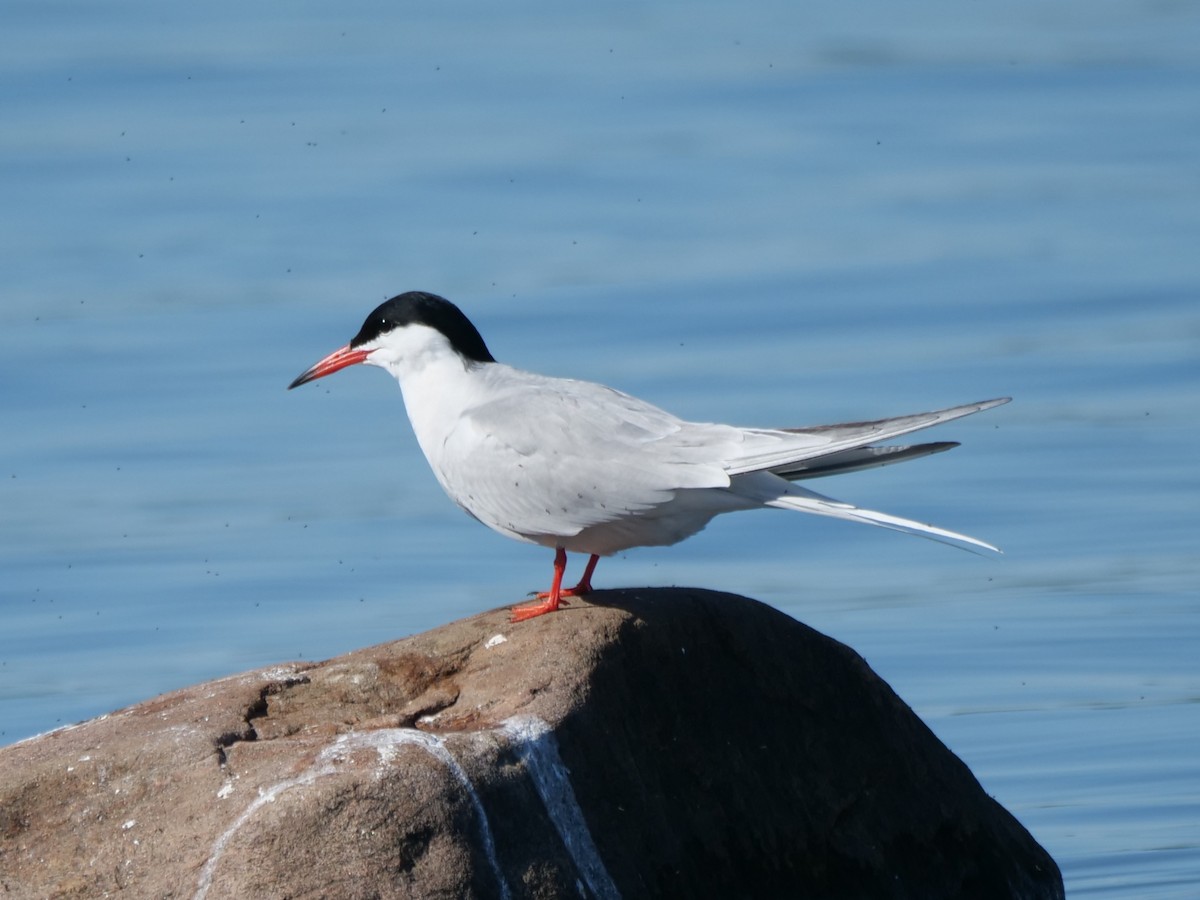 Common Tern - william gray