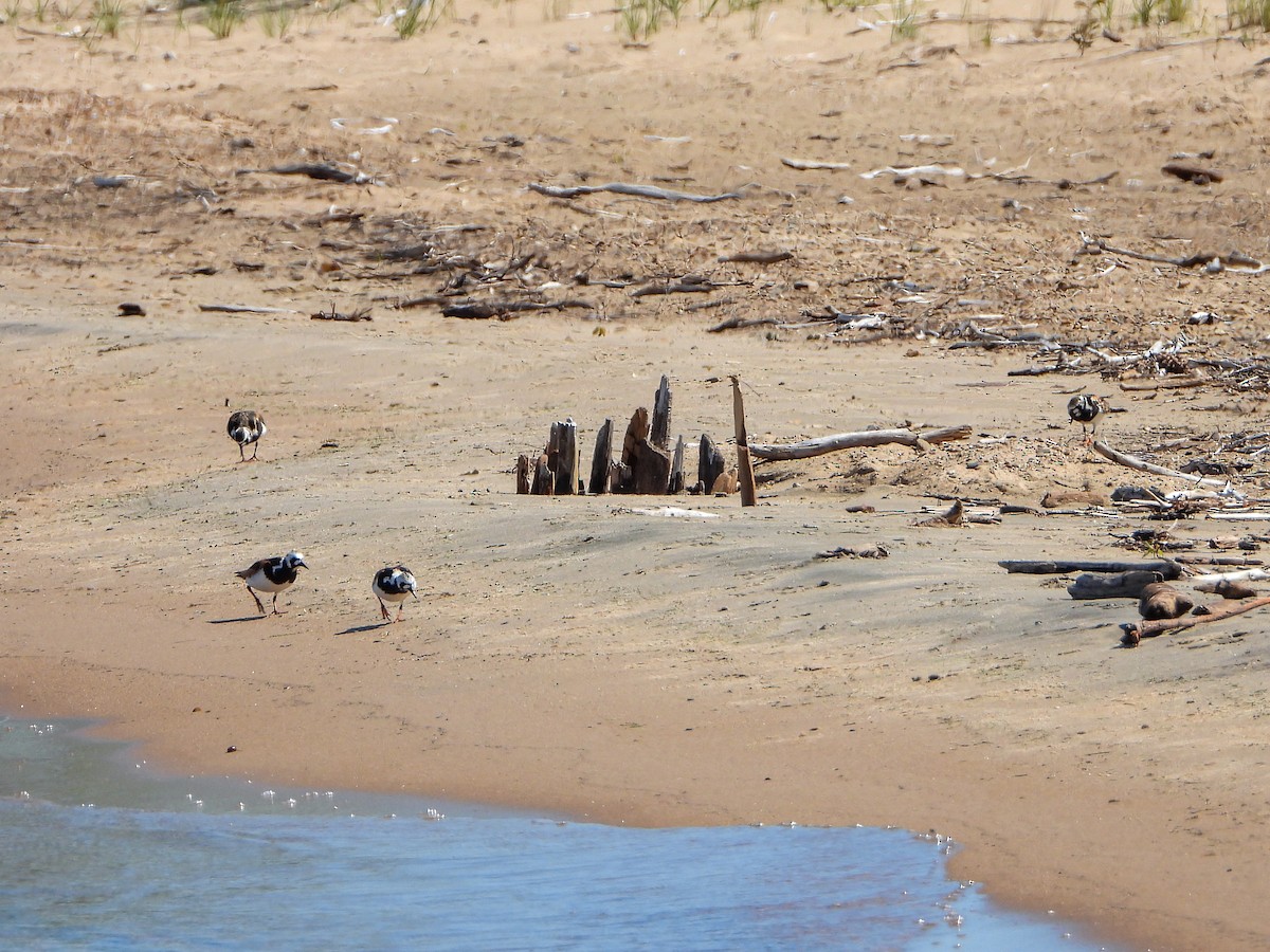 Ruddy Turnstone - Samuel Burckhardt