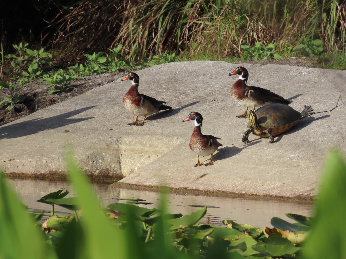 Wood Duck - ML619551195