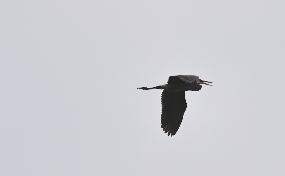 Great Blue Heron - Nui Moreland