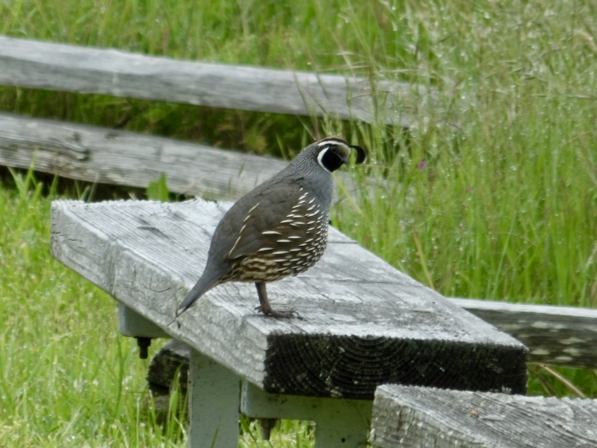 California Quail - Howard Sands