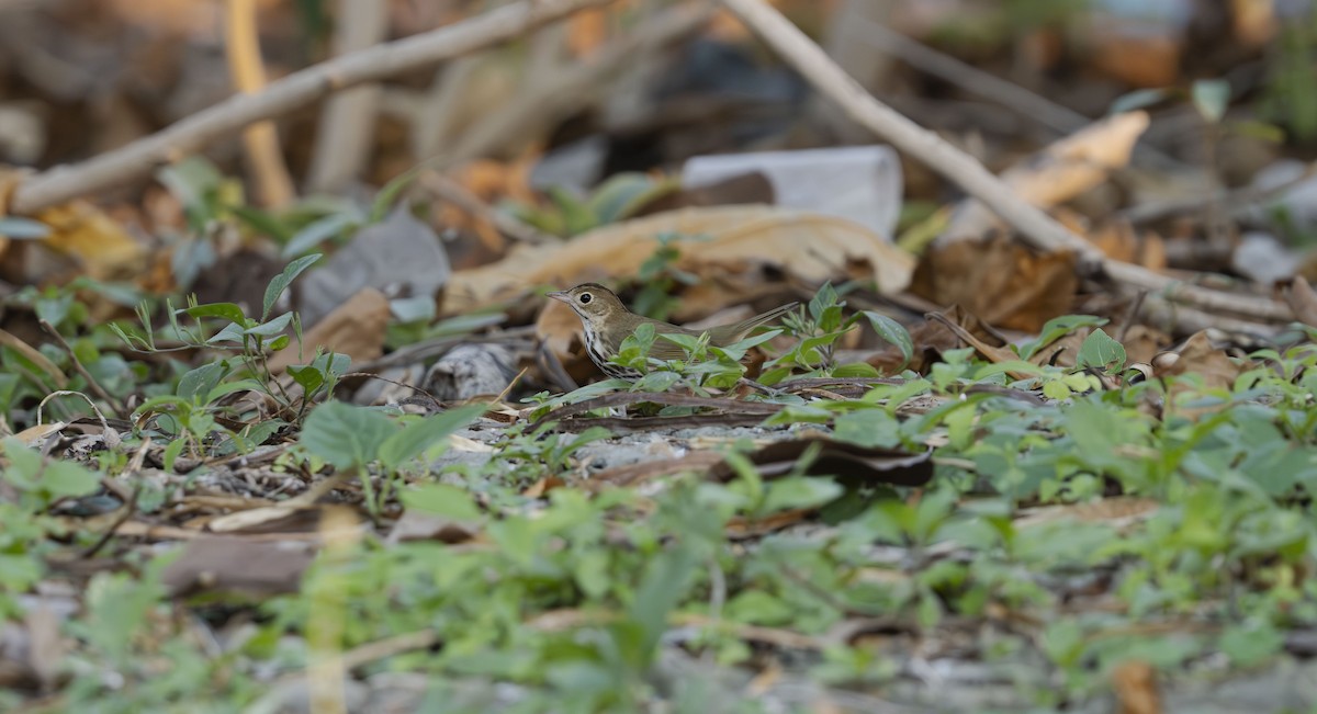 Ovenbird - Rolando Tomas Pasos Pérez