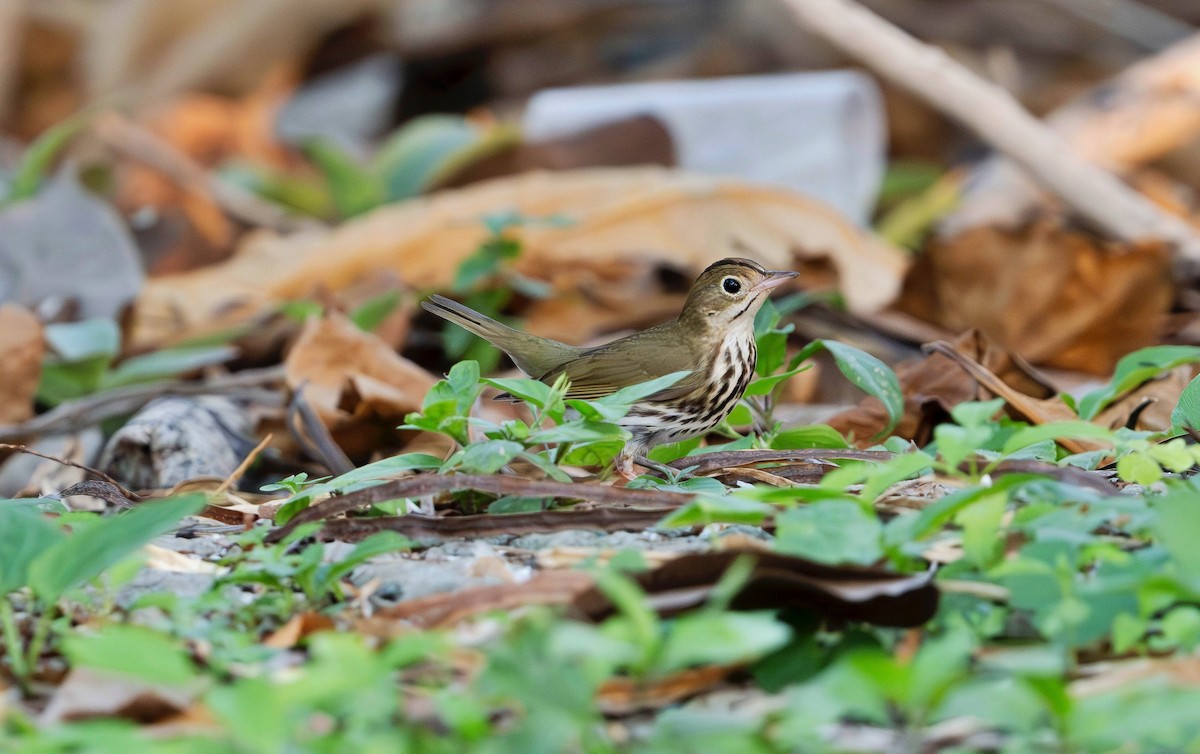 Ovenbird - Rolando Tomas Pasos Pérez