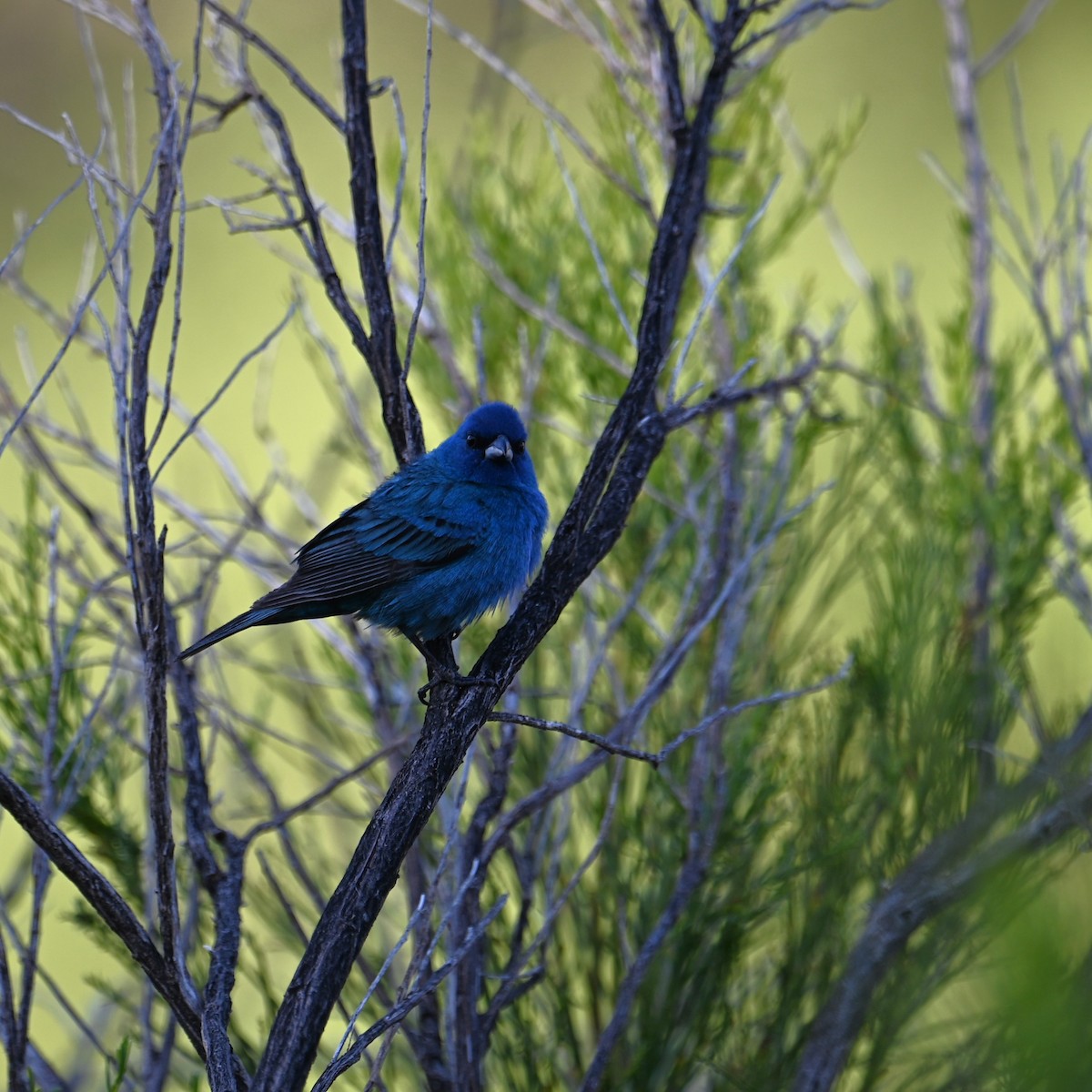 Indigo Bunting - ML619551207