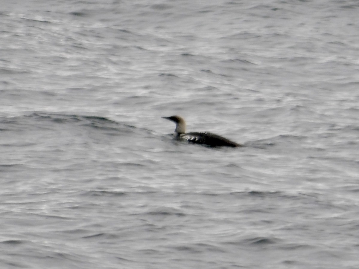 Pacific Loon - Howard Sands