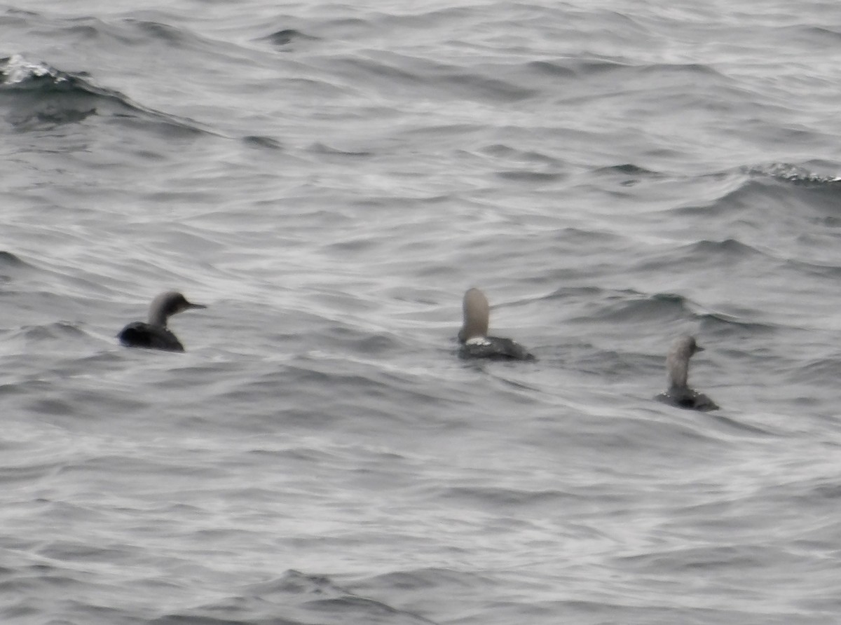 Pacific Loon - Howard Sands