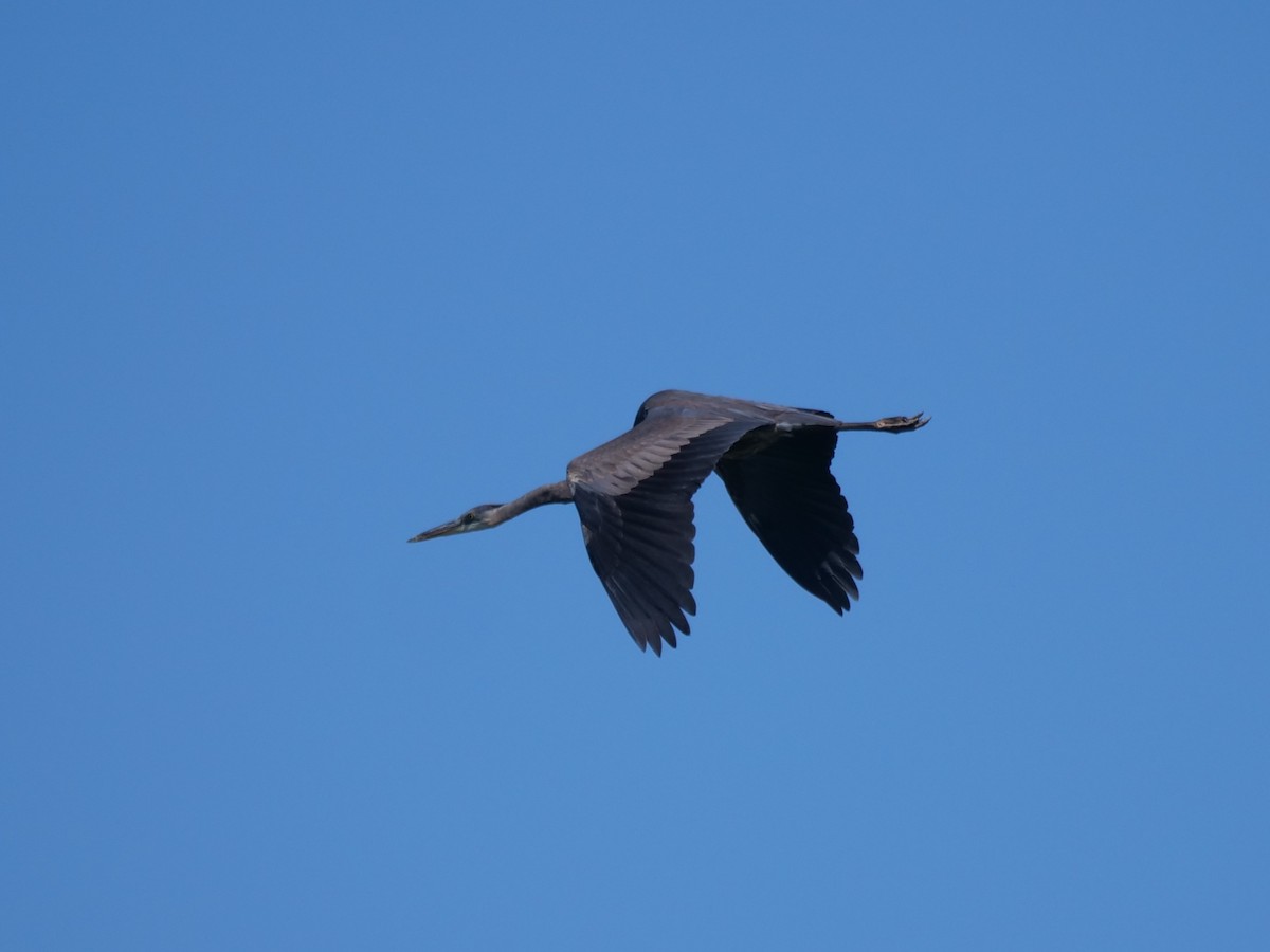 Great Blue Heron - william gray