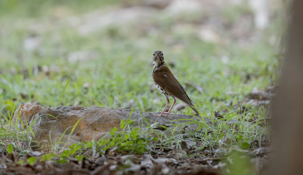 Wood Thrush - Rolando Tomas Pasos Pérez