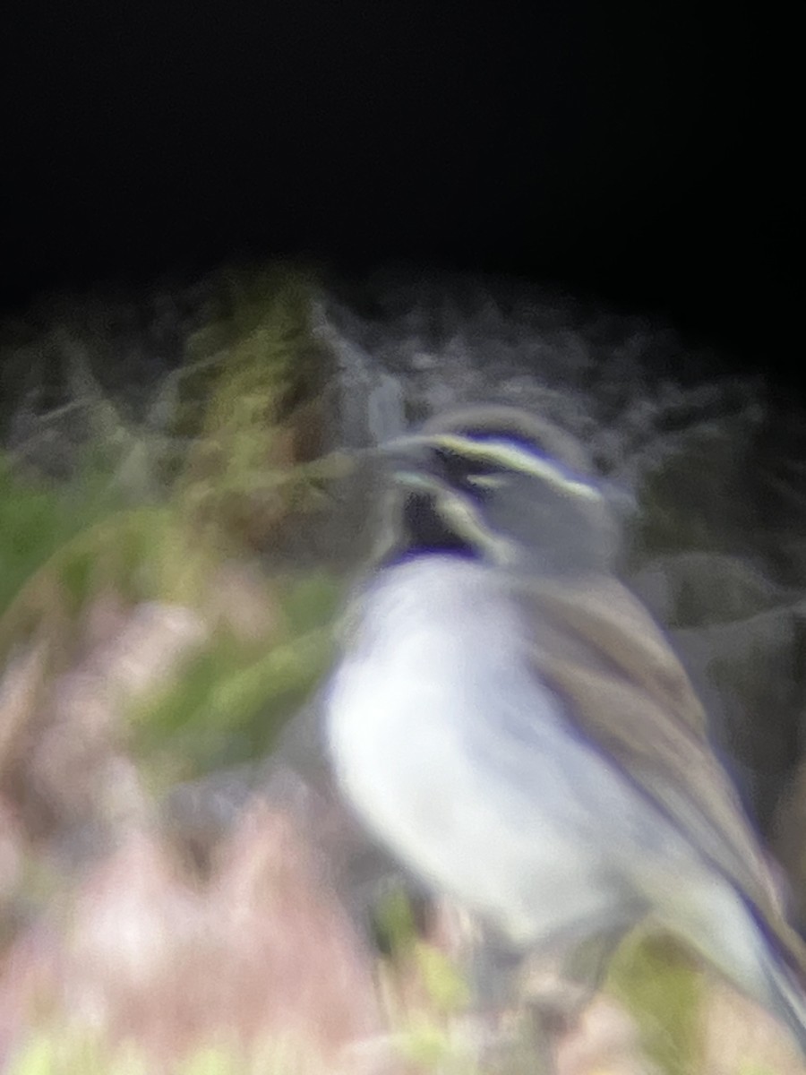 Black-throated Sparrow - Alec Andrus