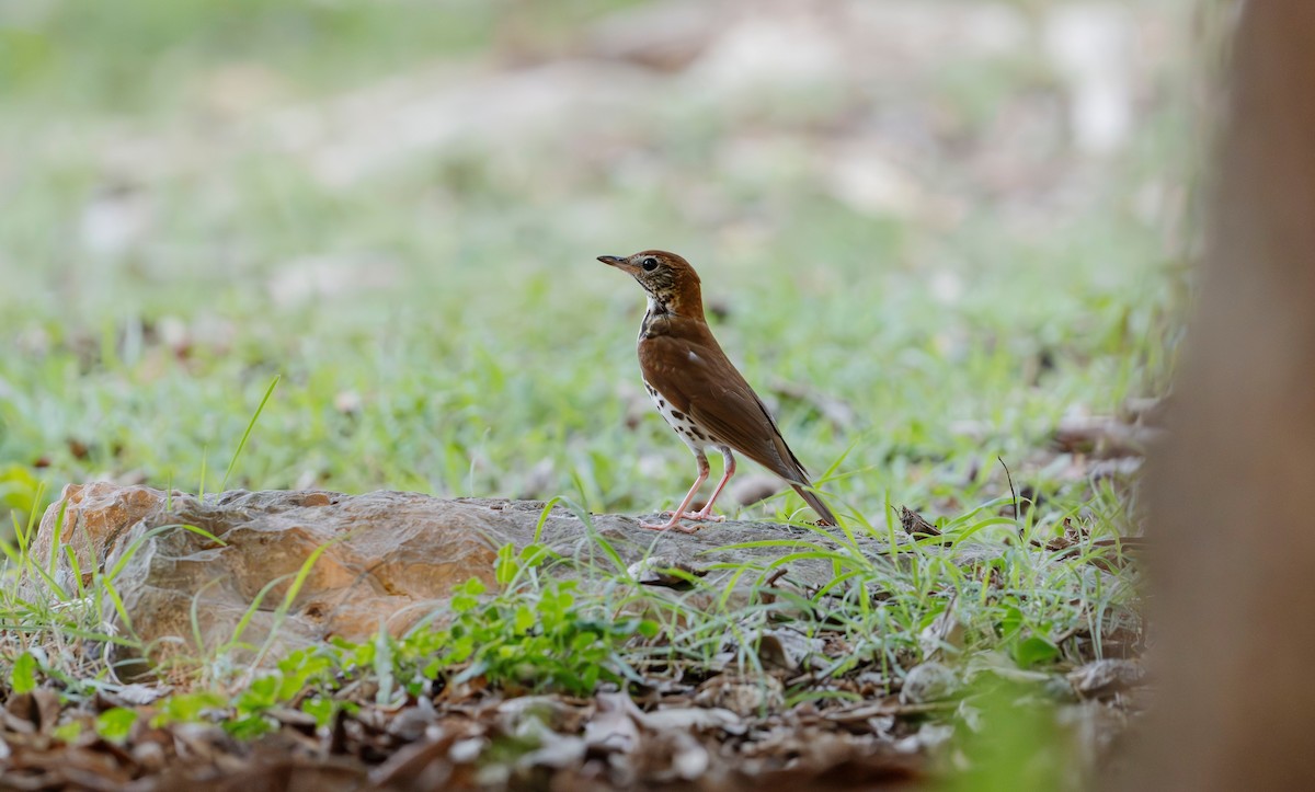 Wood Thrush - Rolando Tomas Pasos Pérez