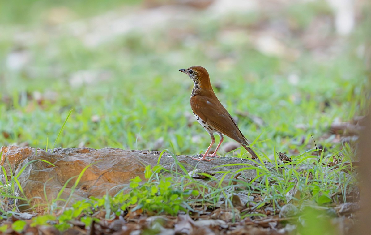 Wood Thrush - Rolando Tomas Pasos Pérez