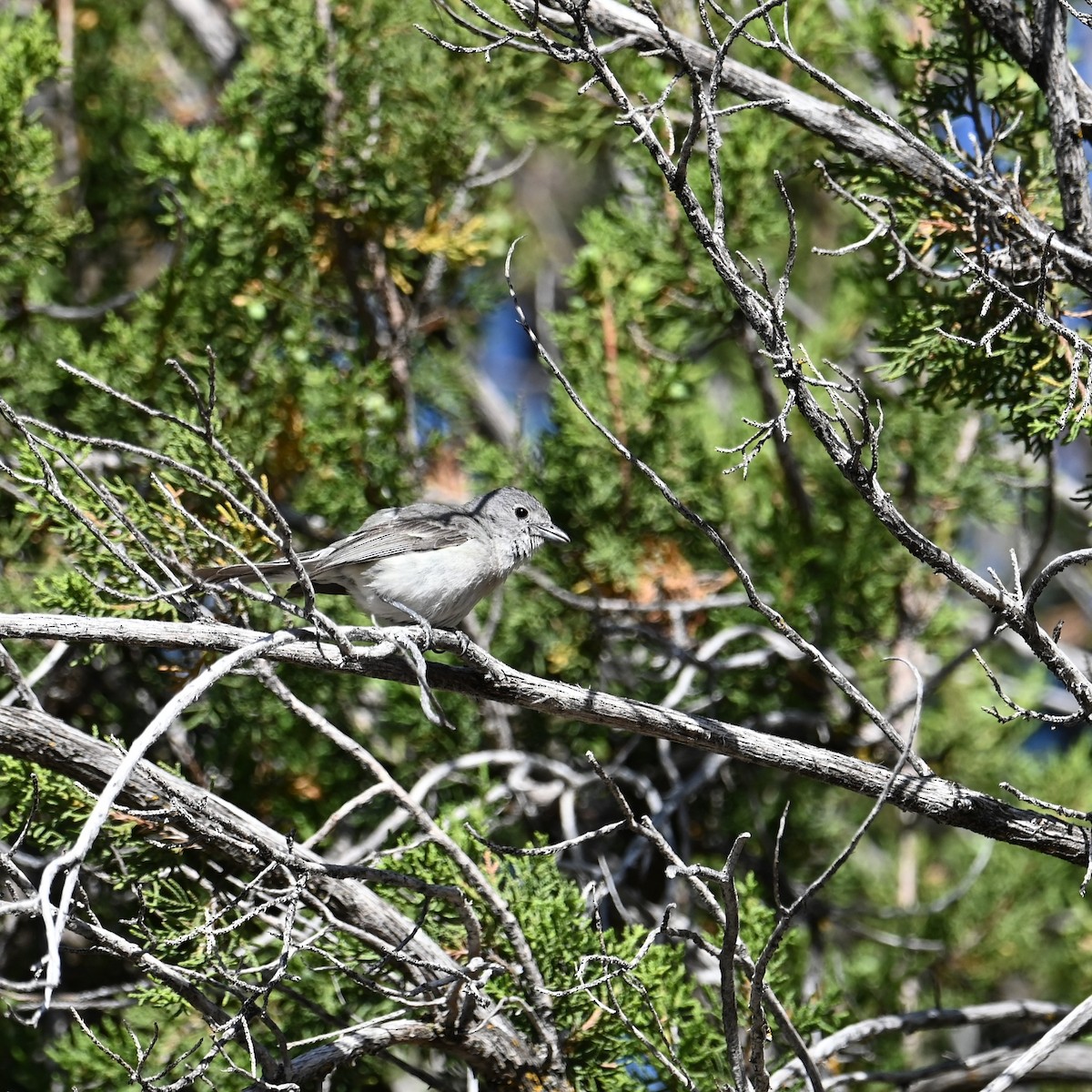Gray Vireo - Ronnie Reed