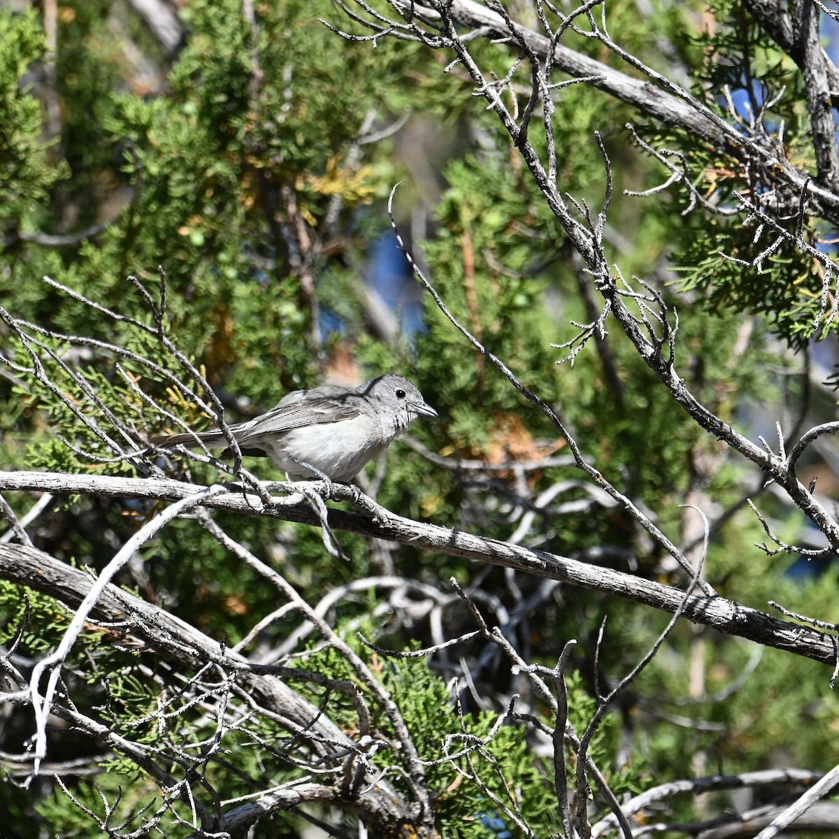 Gray Vireo - ML619551226