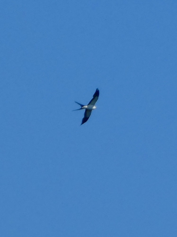 Swallow-tailed Kite - Cecelia Dumois