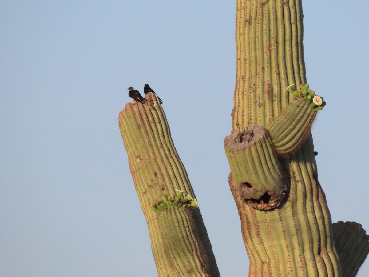 Purple Martin (hesperia) - Joe Weiss