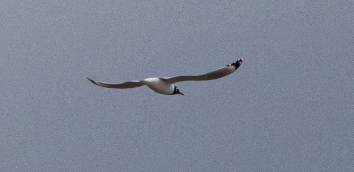 Franklin's Gull - Jill L