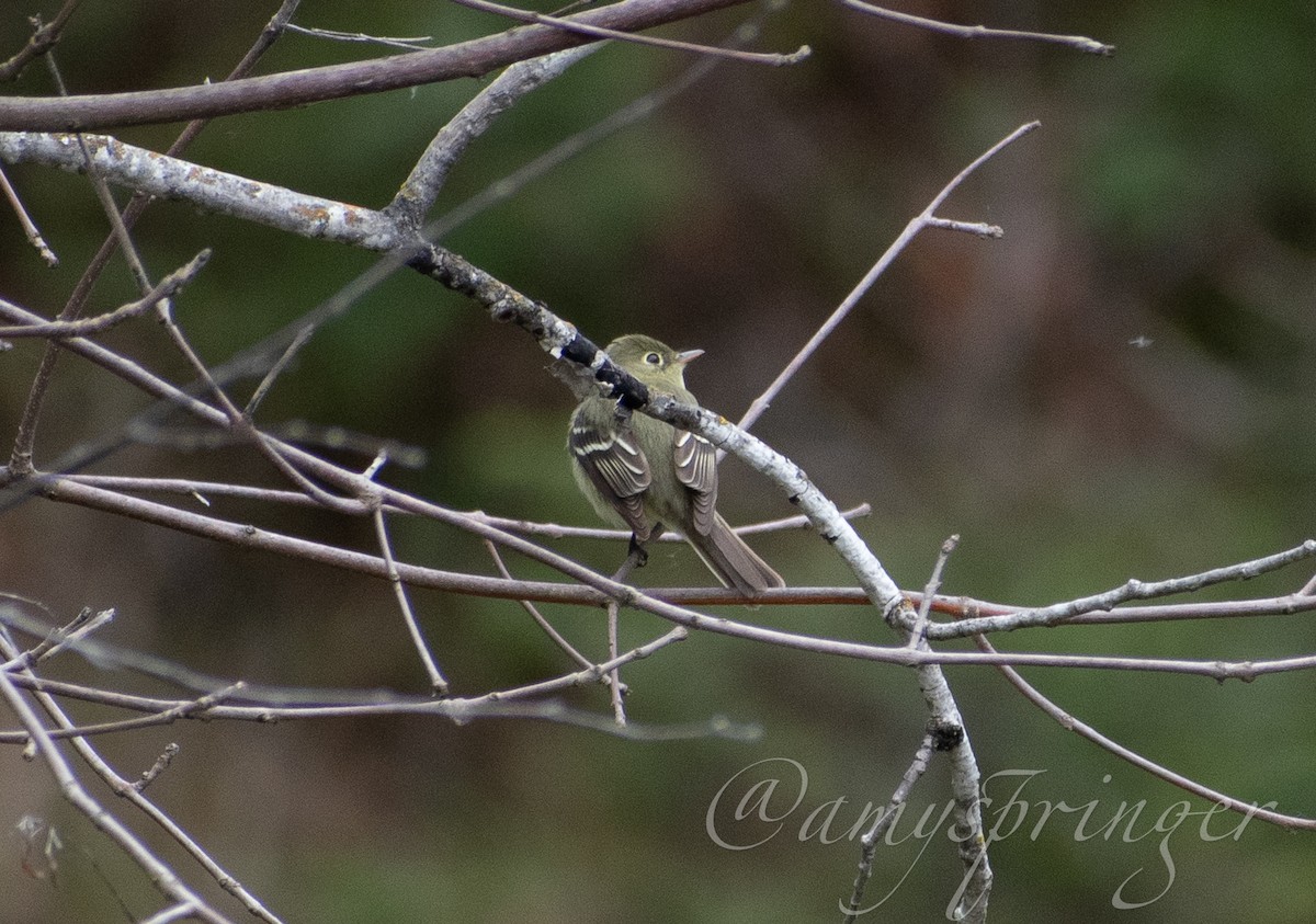 Yellow-bellied Flycatcher - Amy Springer