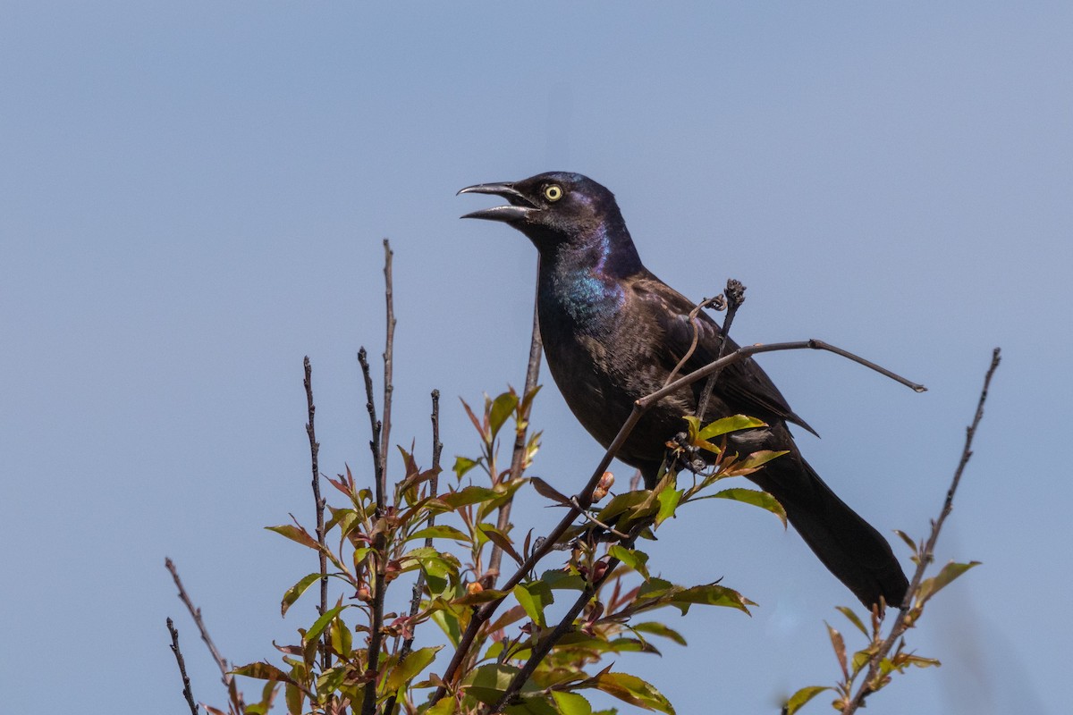 Common Grackle - Chris Scott