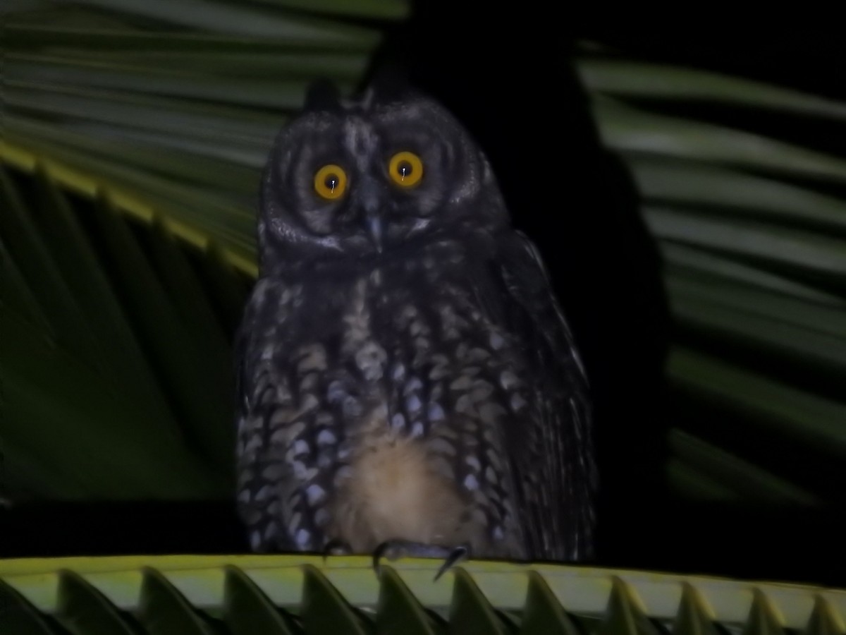 Stygian Owl - Nicolás Díaz Pérez