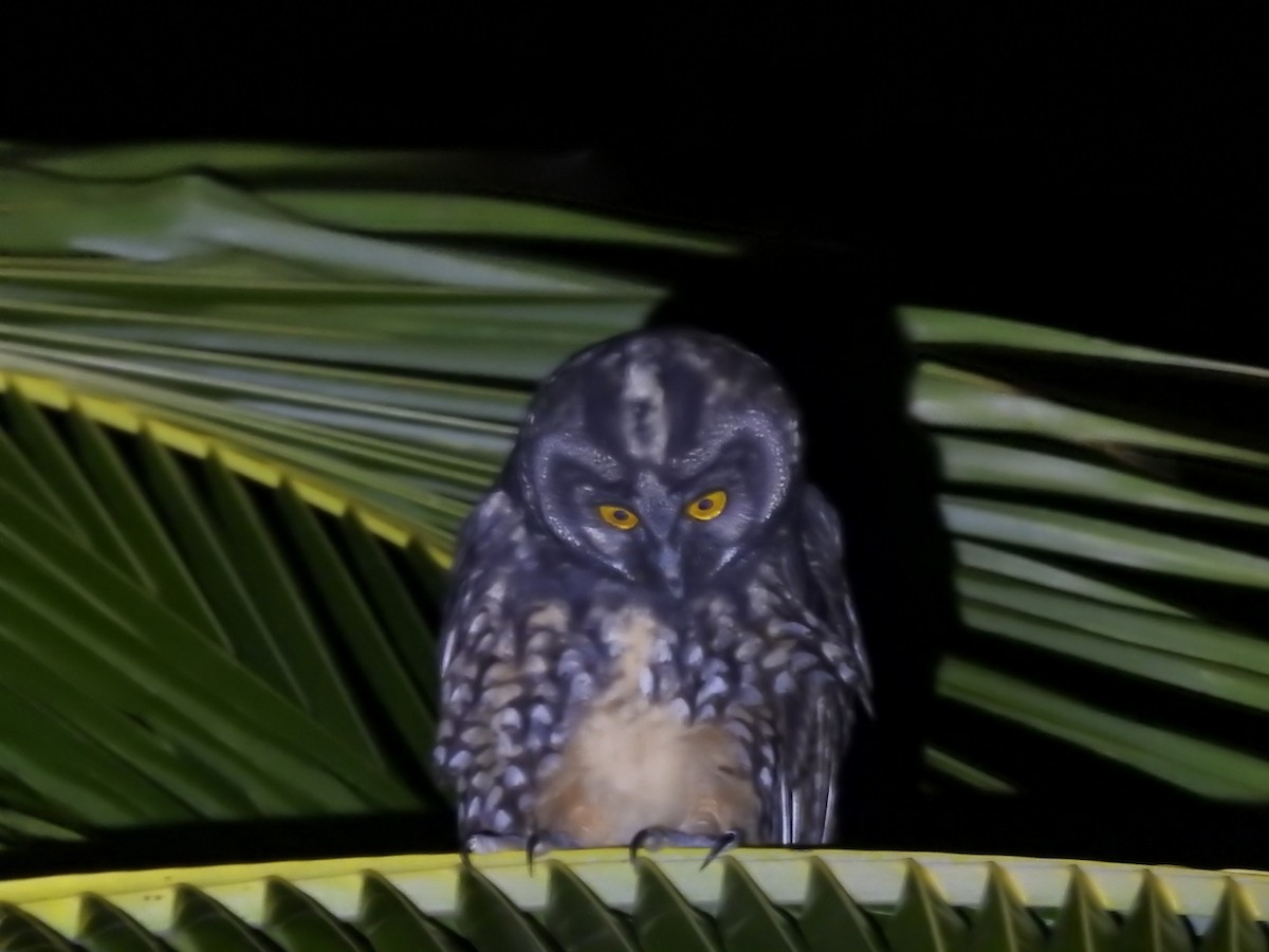 Stygian Owl - Nicolás Díaz Pérez