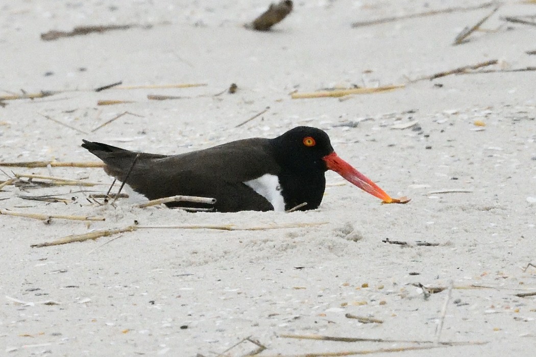 American Oystercatcher - ML619551246