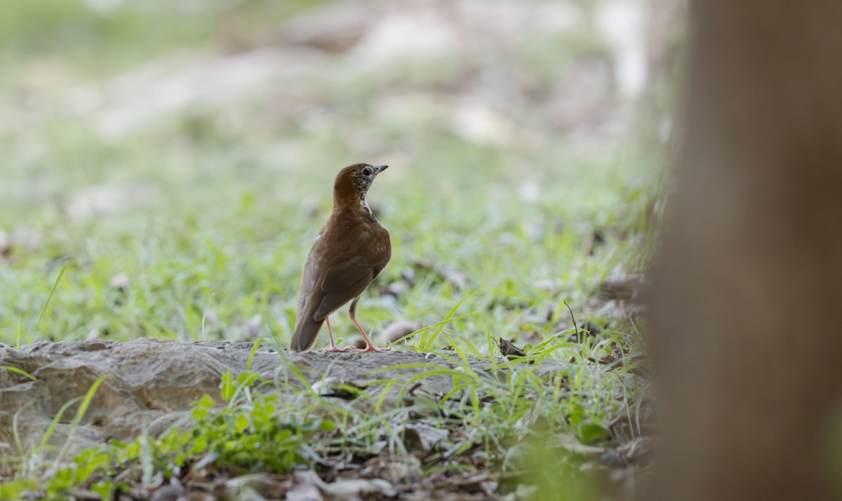 Wood Thrush - Rolando Tomas Pasos Pérez