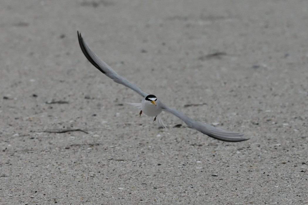 Least Tern - Dave DeReamus