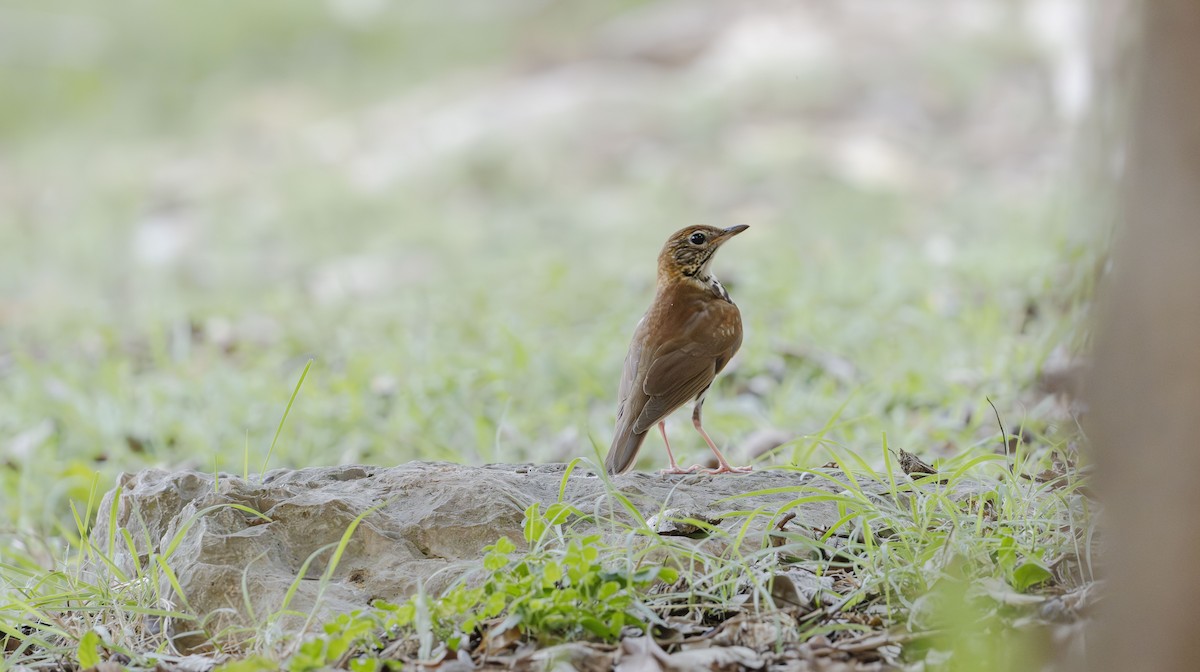 Wood Thrush - Rolando Tomas Pasos Pérez