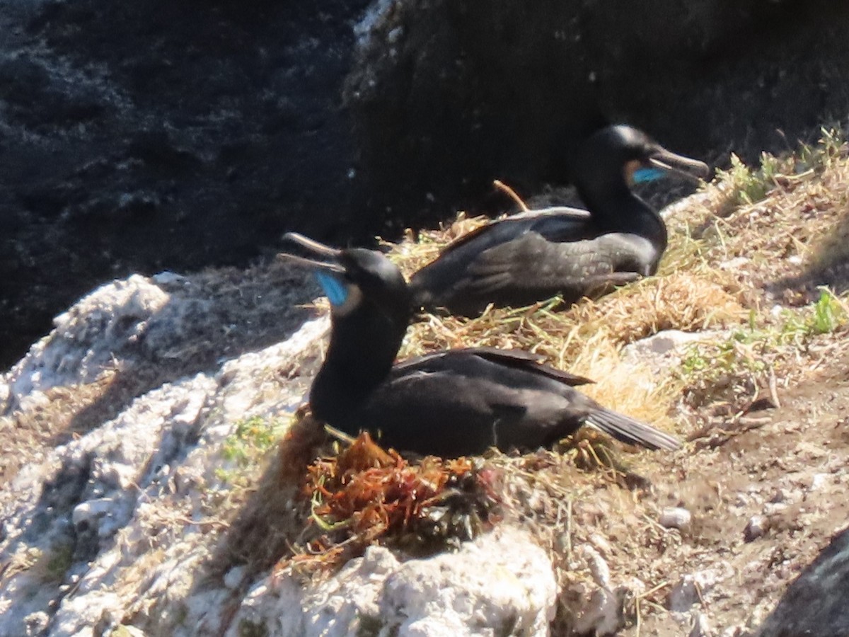 Brandt's Cormorant - Joan Baker