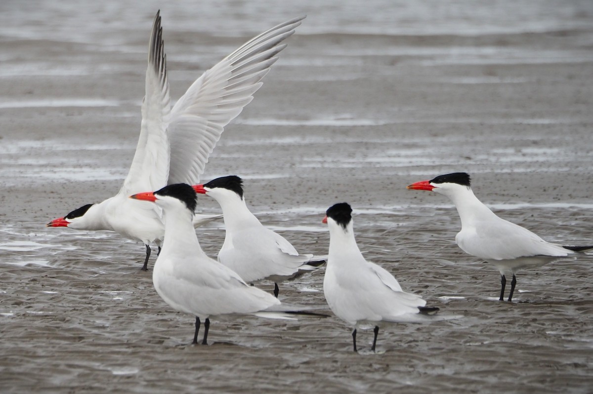 Caspian Tern - Dick Cartwright