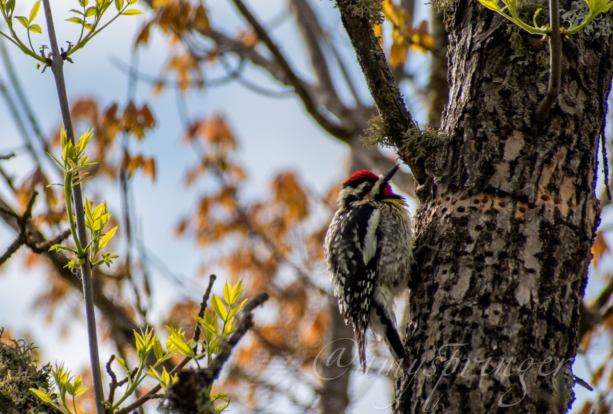 Yellow-bellied Sapsucker - Amy Springer