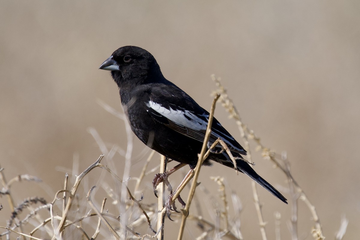 Lark Bunting - Félix Cloutier