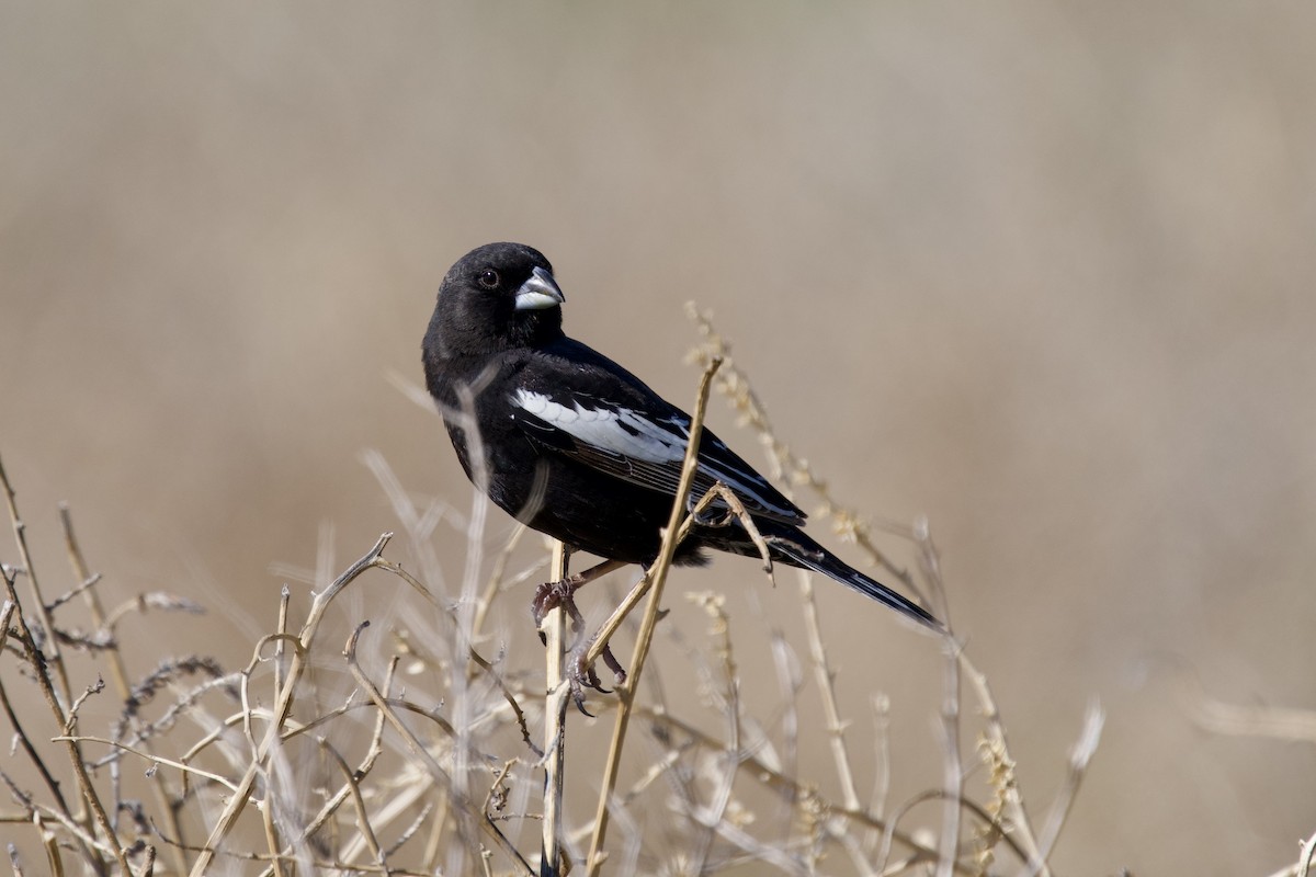 Lark Bunting - Félix Cloutier