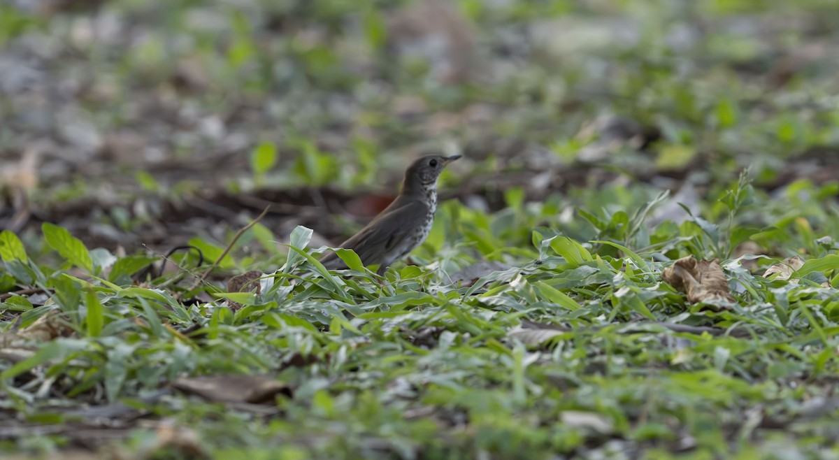 Gray-cheeked Thrush - Rolando Tomas Pasos Pérez