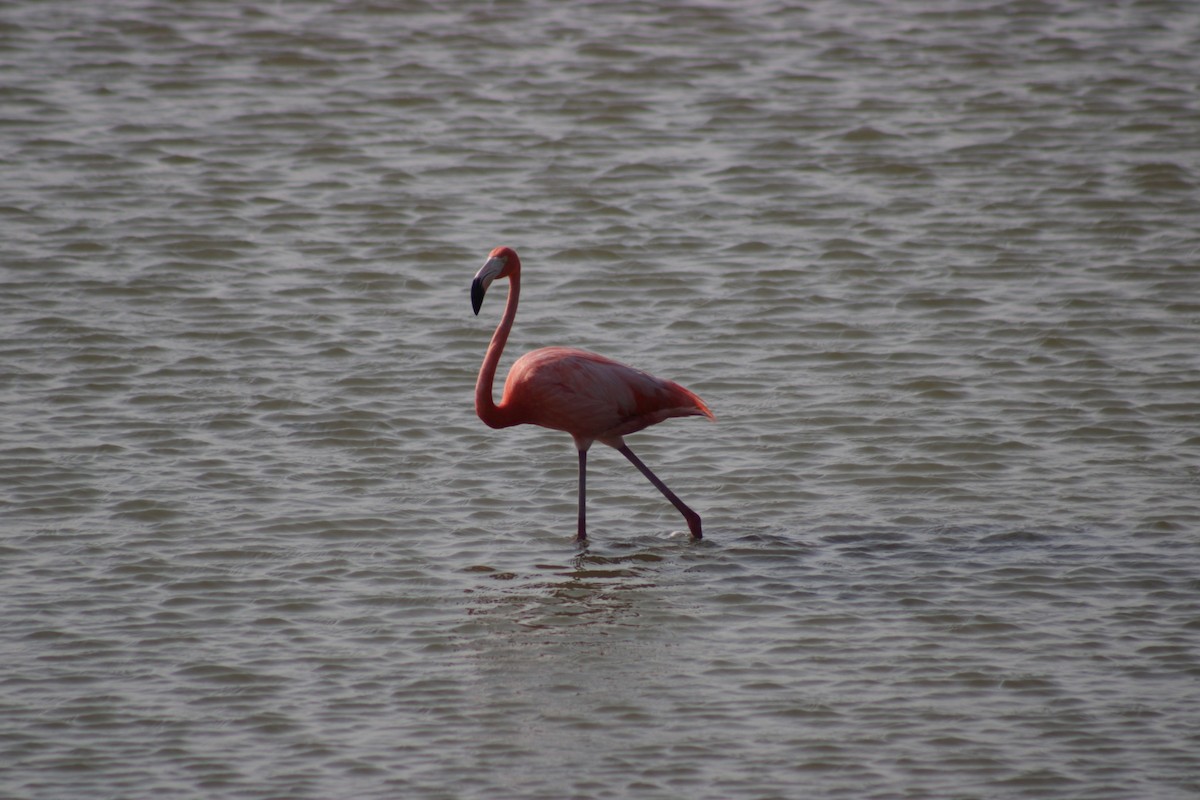 American Flamingo - Kevin Ramirez