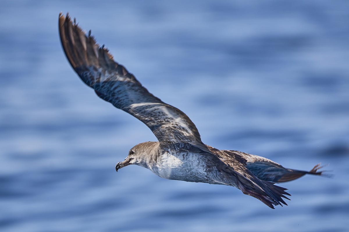 Pink-footed Shearwater - ML619551272