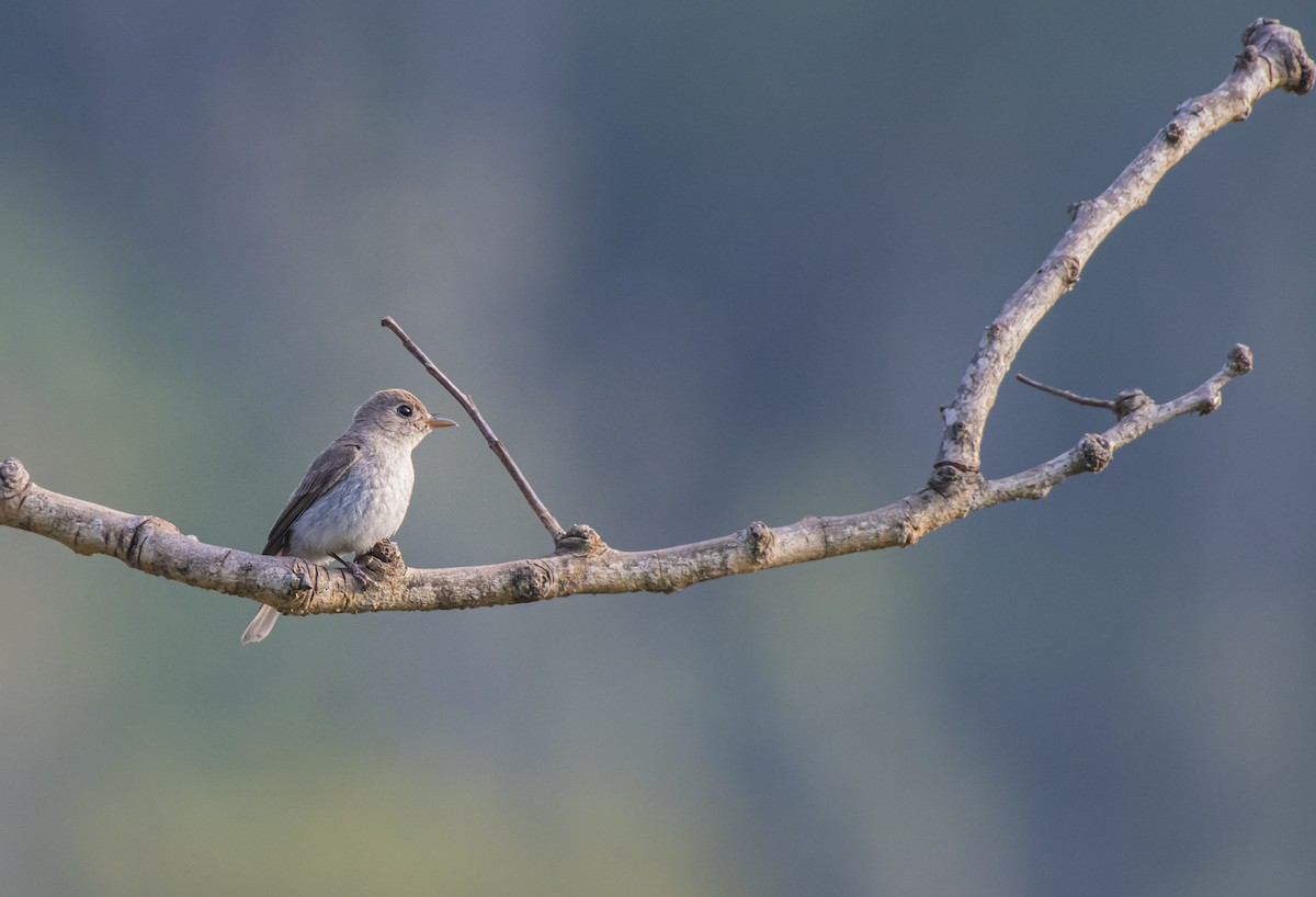 Asian Brown Flycatcher - Fareed Mohmed