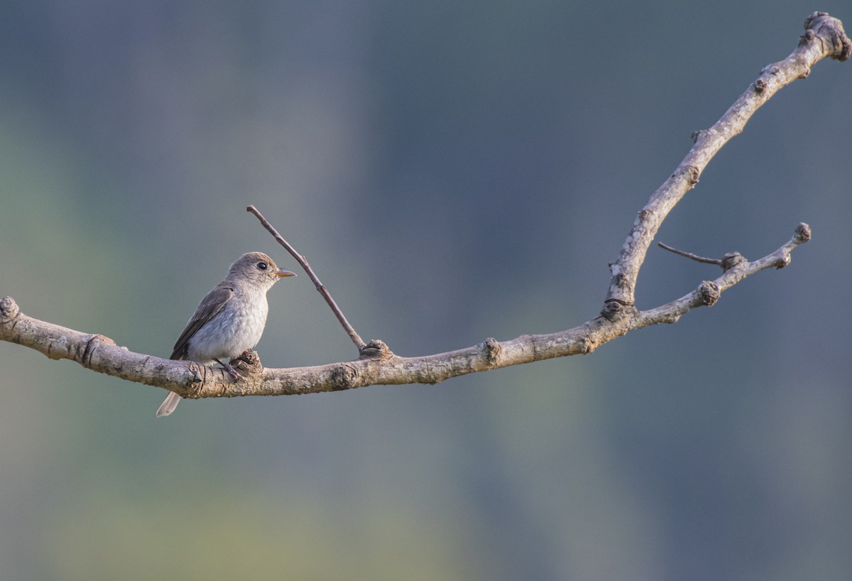 Asian Brown Flycatcher - ML619551315