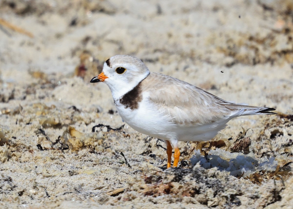 Piping Plover - Betsy Staples