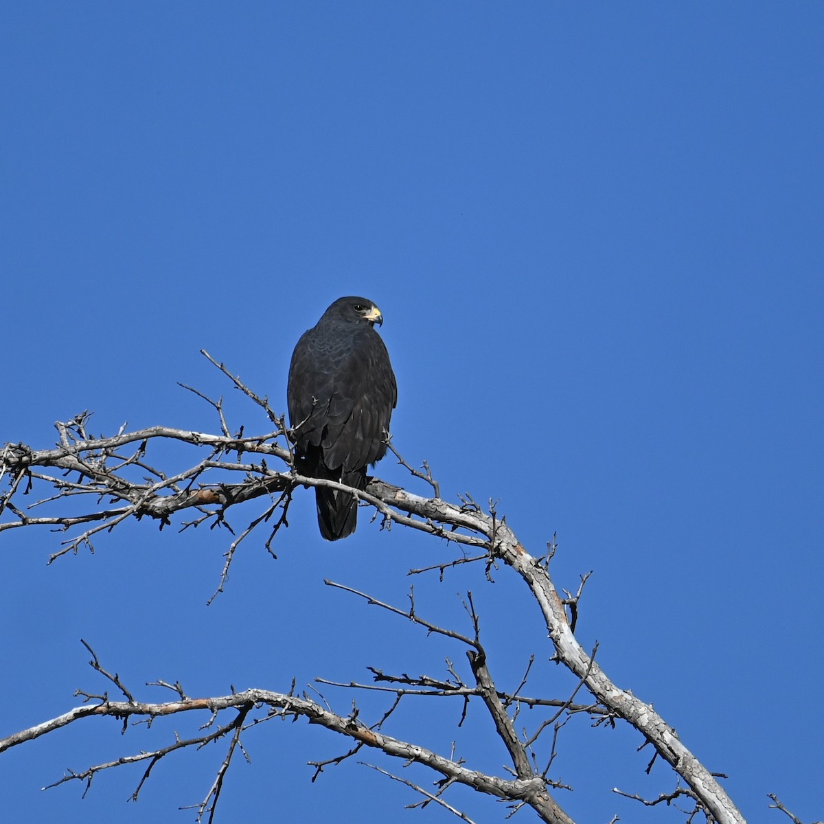 Zone-tailed Hawk - ML619551319