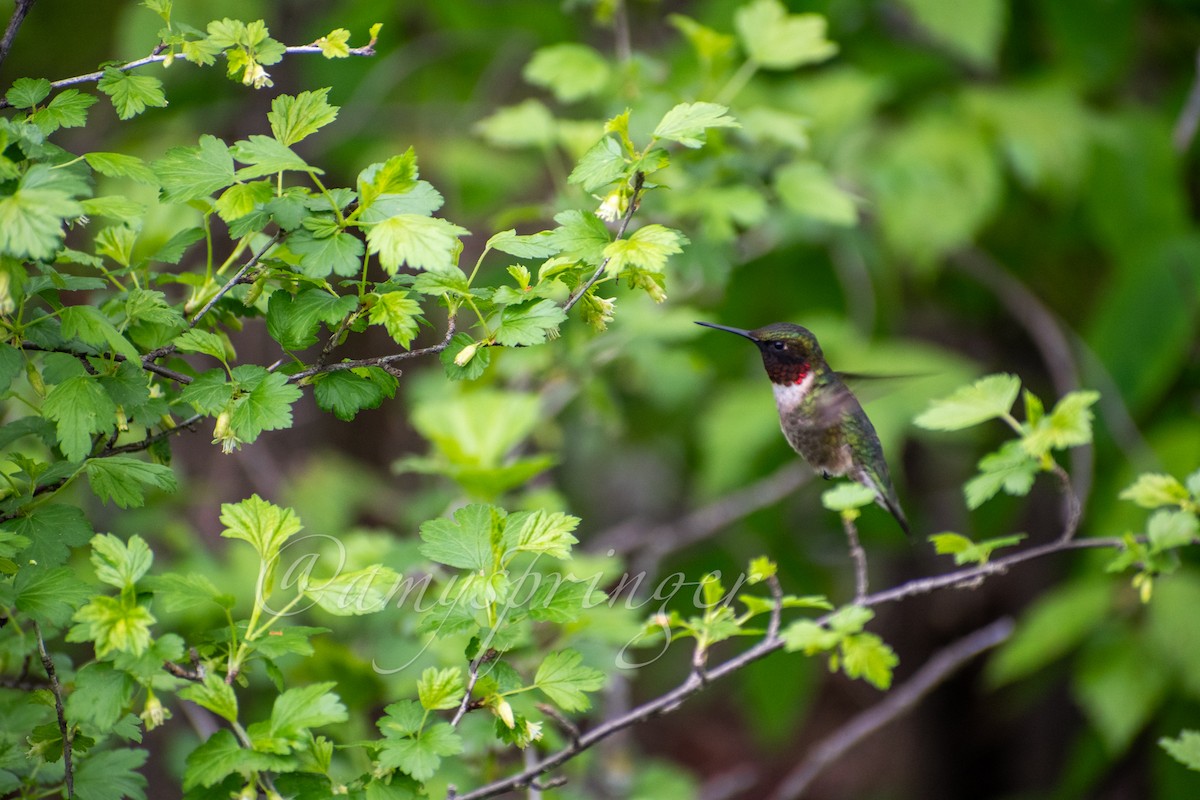 Ruby-throated Hummingbird - Amy Springer