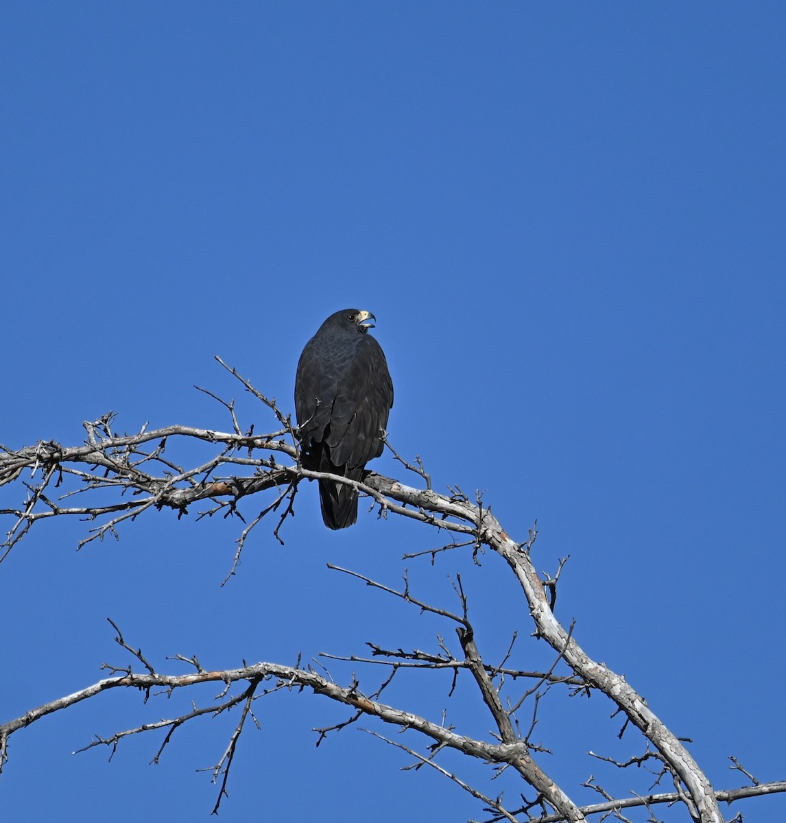 Zone-tailed Hawk - ML619551325